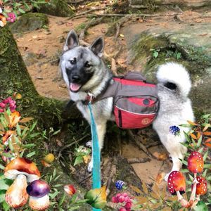 Meet your Posher, Dakota